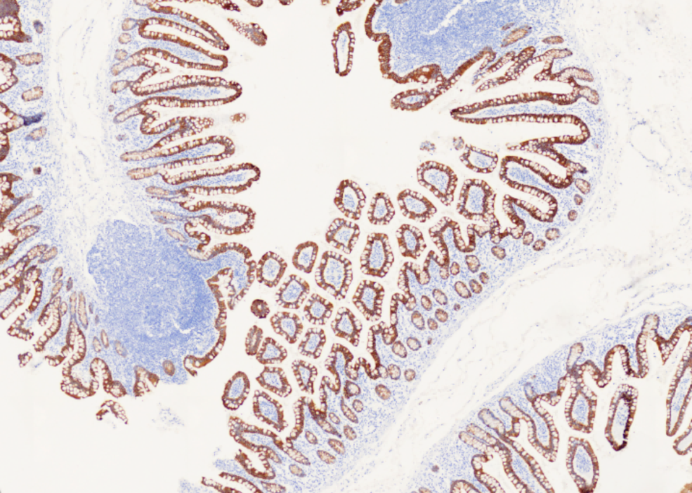 More IHC Primary Antibodies