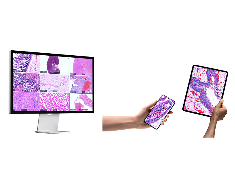 Web based digital slides management